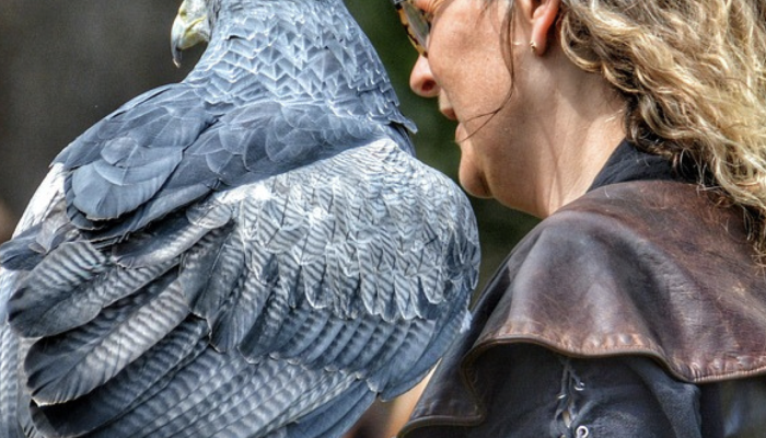 FALCONERIA 1